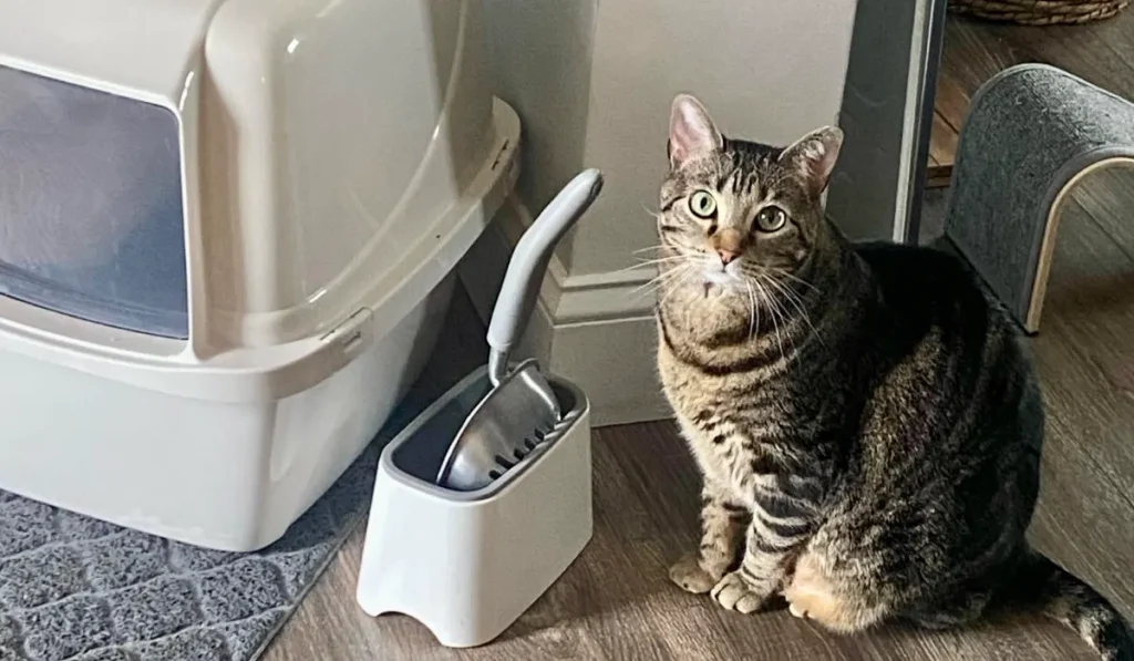Tabby cat sitting next to litter box in apartment