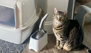 Tabby cat sitting next to litter box in apartment