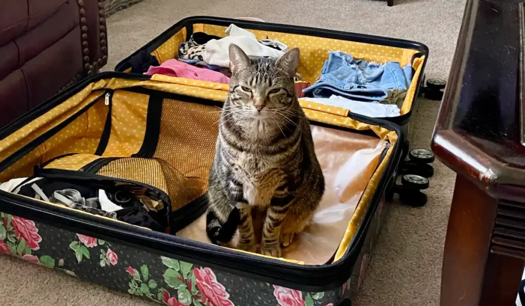 Cat sitting in suitcase while preparing for vacation