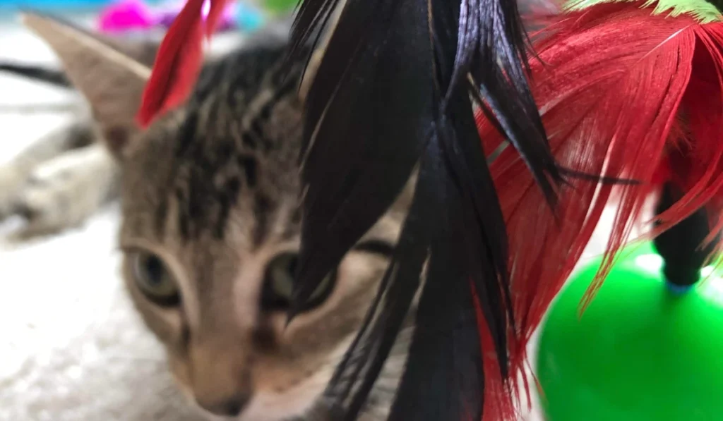 Green and red cat feather toy with tabby cat peeking behind it