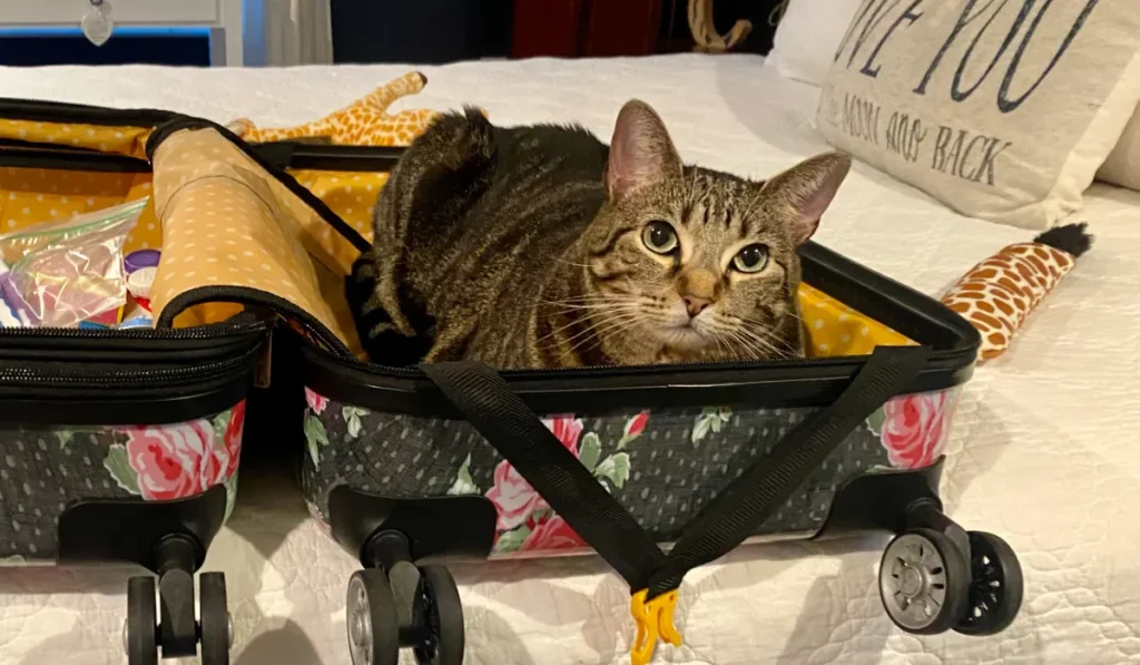 Cat laying in suitcase while packing for vacation