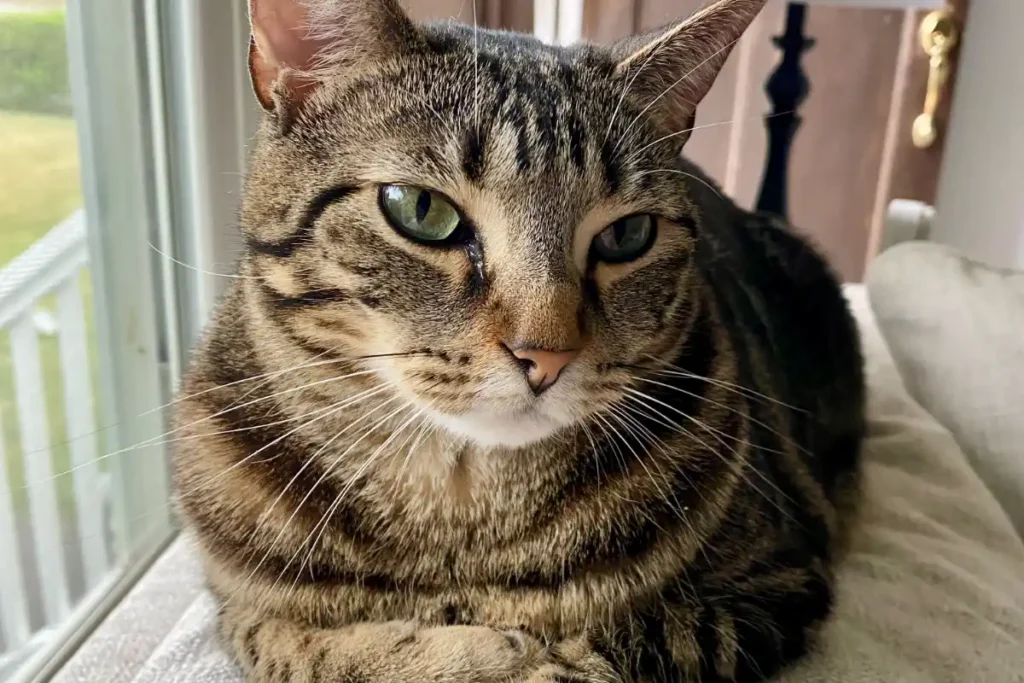Tabby cat sitting on top of couch with paws crossed in front