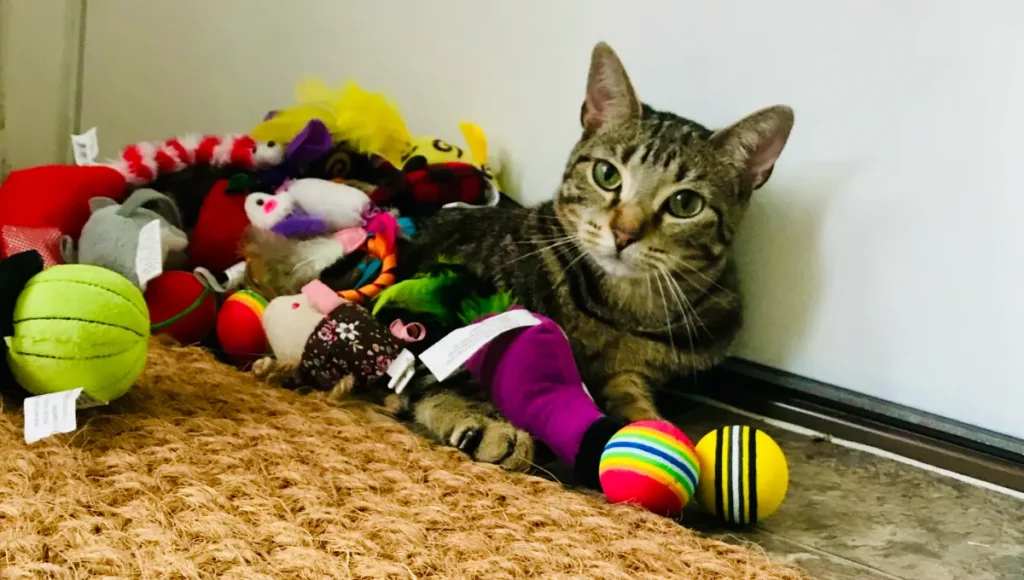 Tabby cat laying on the floor by front door covered in a variety of cat toys, some with feathers and some without