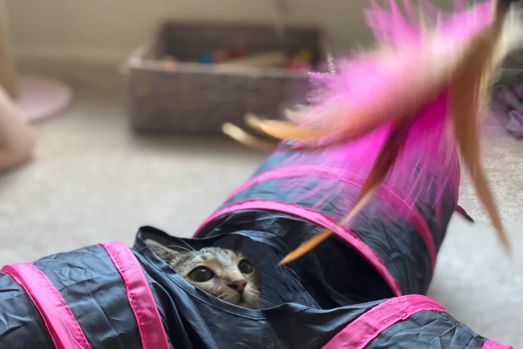 Tabby cat peeking out of cat tunnel looking at pink feather wand toy