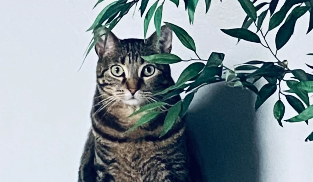 Cat behind artificial tree that needs to be removed before going on vacation to cat-proof house