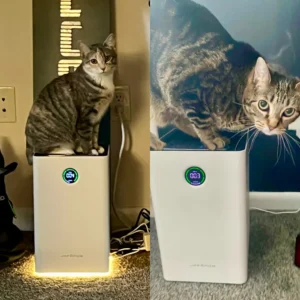 Two pictures side by side: the first with a little grey tabby cat sitting on top of a Jafanda air purifier and the second with a larger grey tabby cat also sitting on top of a Jafanda air purifer