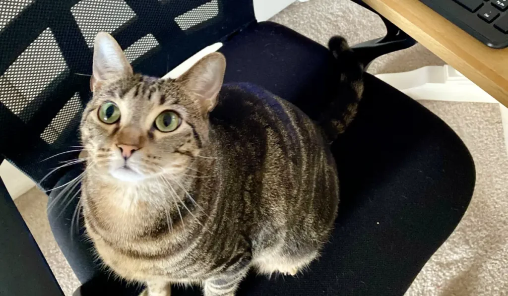 Gray tabby cat with green eyes sitting on owner's desk chair in their home office
