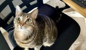 Gray tabby cat with green eyes sitting on owner's desk chair in their home office