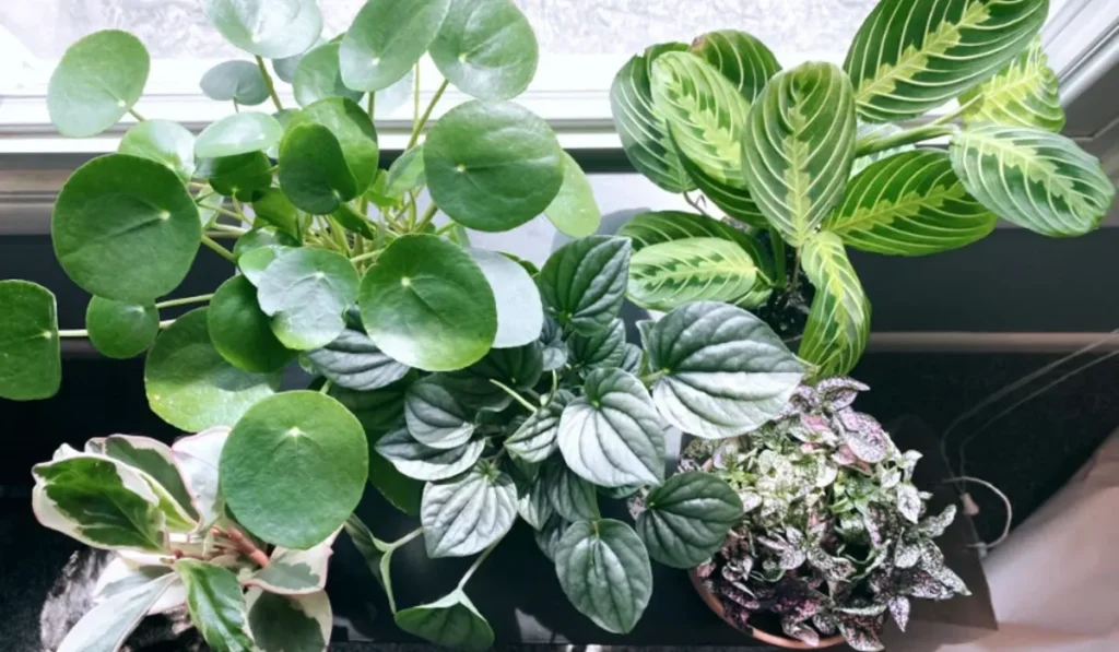 Various houseplants with shades of green and pink sitting in a windowsill, some of which are cat-safe and some of which are not
