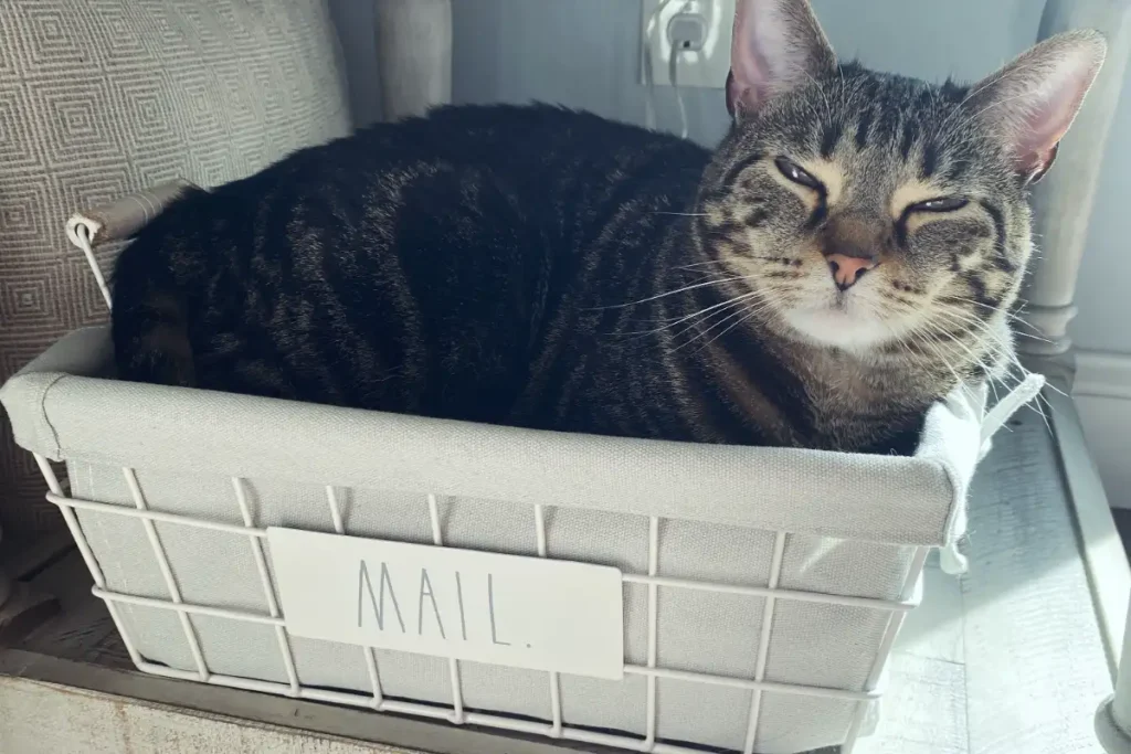 My FIP warrior cat Luna (grey tabby) laying in a mail bin