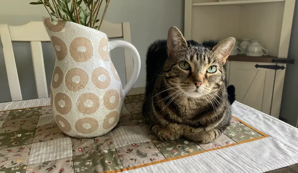My cat Luna, a gray tabby with green eyes, sitting on top of my kitchen table with a vase next to her