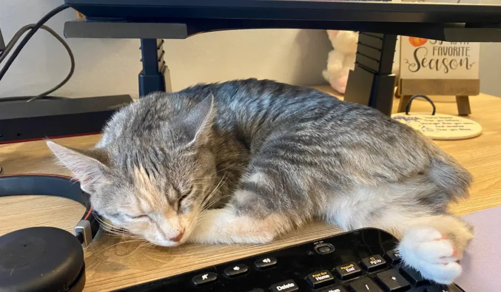 Gray and tan tabby cat with bobtail laying on desk in owner's home office behind keyboard