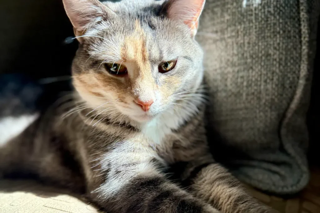 Gray and orange striped tabby cat (Hazel) sitting on cat with sun streaming in