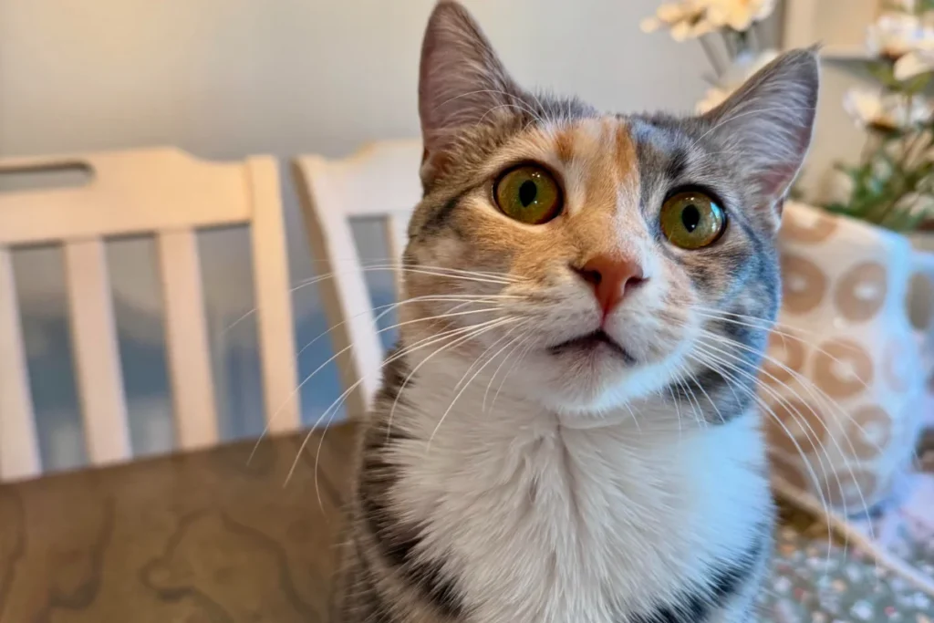 Gray and orange striped tabby cat (Hazel) sitting on kitchen table looking up at camera with a vase and fake flowers behind her
