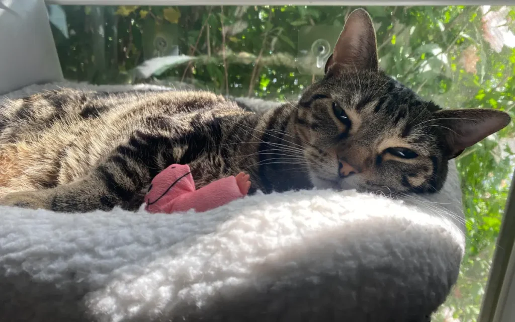 My FIP warrior cat Luna (grey tabby) laying on her white fluffy window perch with her pink dinosaur toy next to her