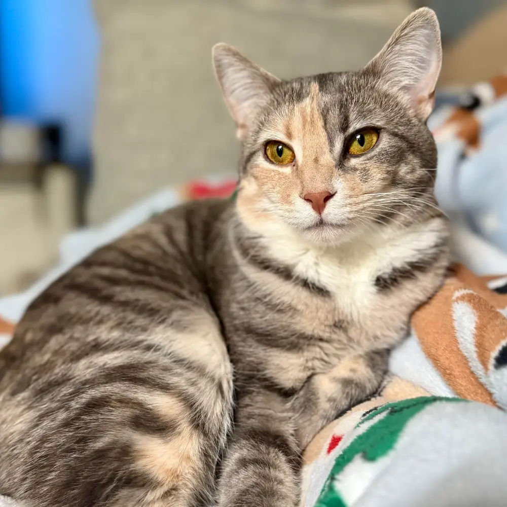 Tan and gray tabby cat with hazel eyes laying on blue Christmas blanket on couch