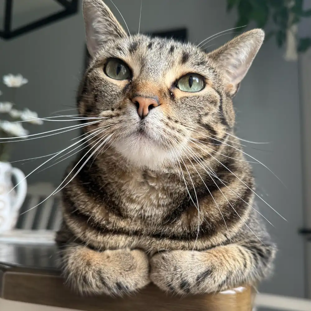 Gray tabby cat with green eyes laying with paws tucked under on kitchen table with artificial flowers in background