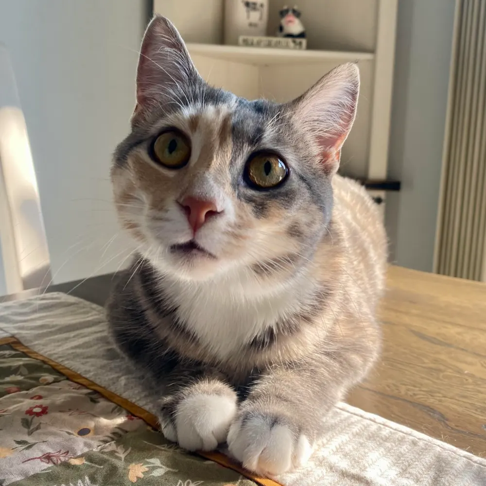 Tan and gray tabby cat with hazel eyes laying on a table runner on kitchen table while looking up