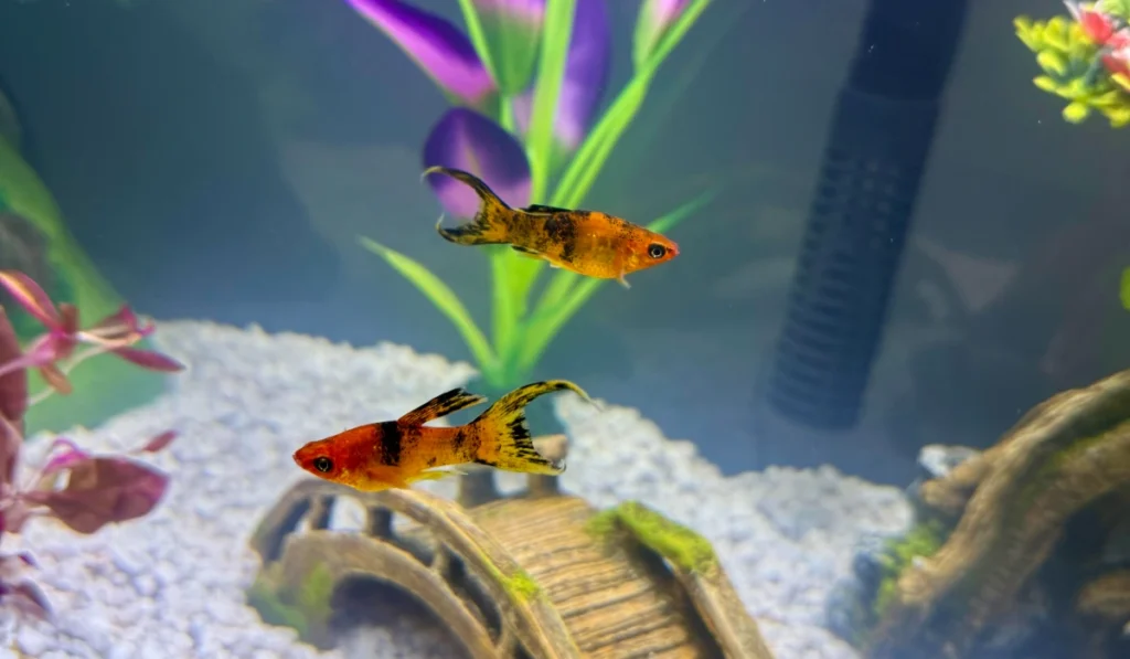 Two orange calico molly fish swimming in opposite directions inside fish tank
