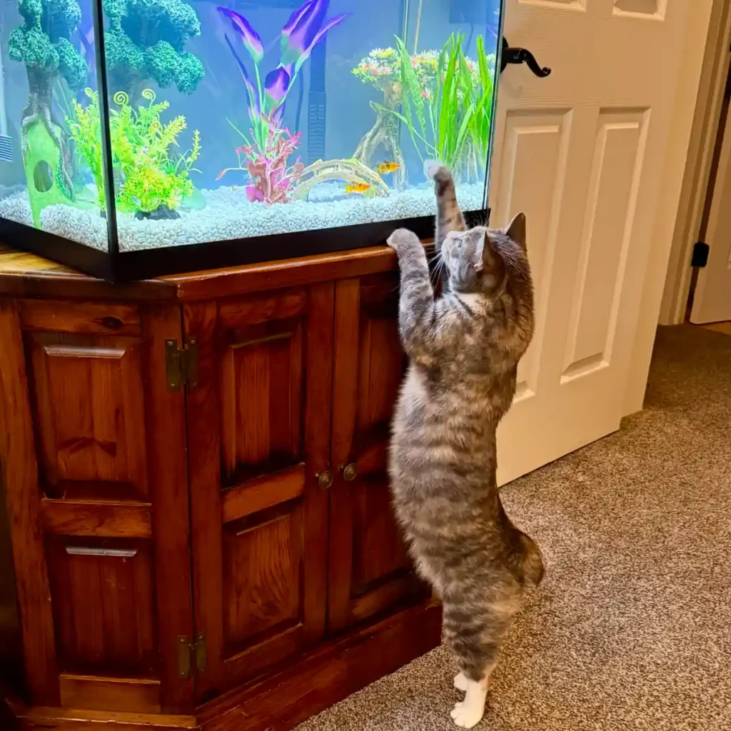 Gray striped tabby cat standing up on back legs to look at fish inside aquarium with paw up on the glass