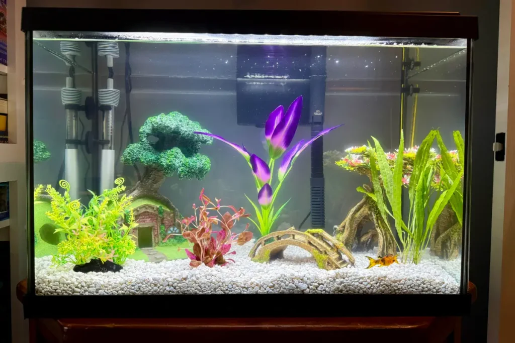 20 gallon aquarium tank sitting on top of wood cabinet, with orange molly fish and plants