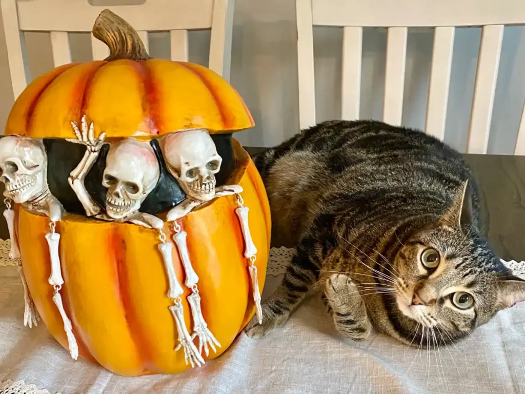 Gray striped tabby cat laying on kitchen table next to orange pumpkin decoration with skeletons coming out of it