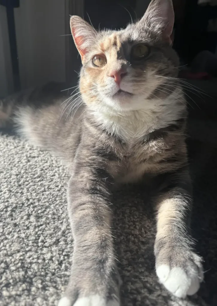 Gray and brown calico/tabby cat with paws outstretched sitting in the sun